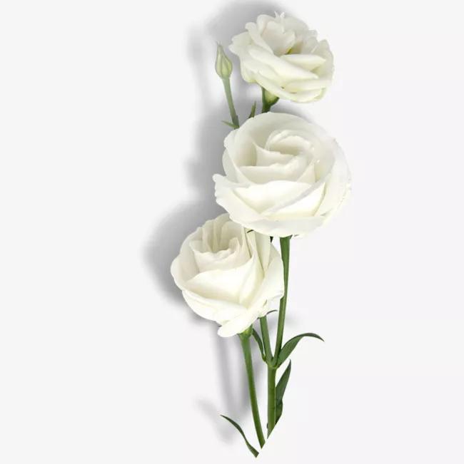 白玫瑰代表什么意思送白色玫瑰忌讳吗