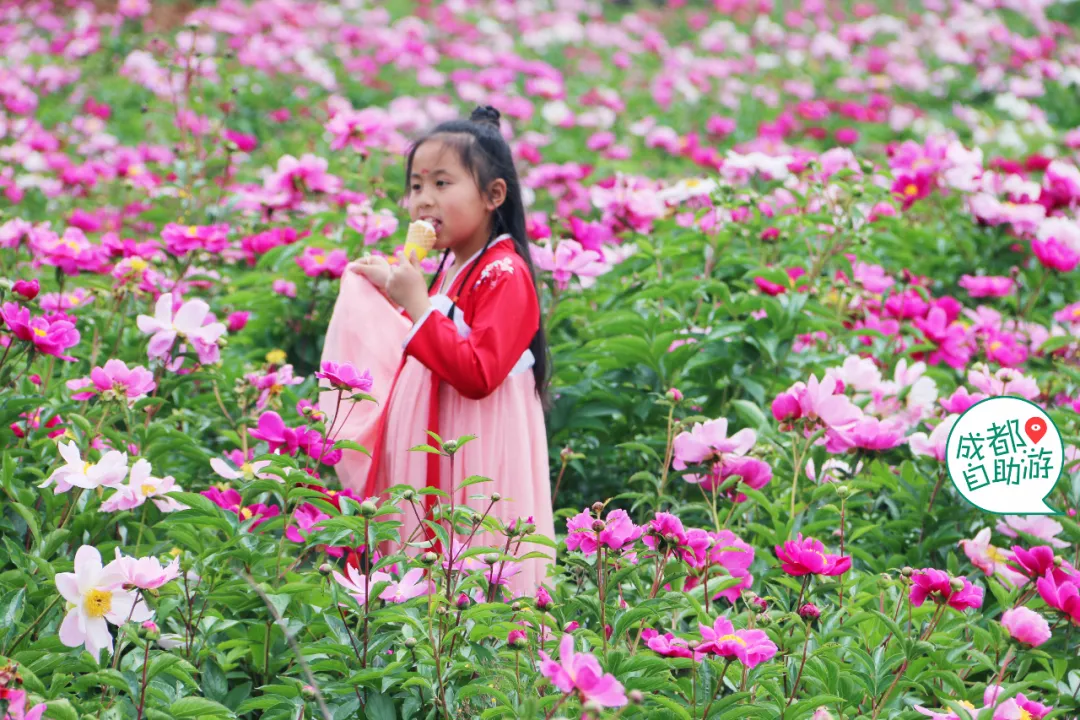 30000亩芍药花开!成都出发1.5h,免费赏花、徒步、游山…绝了