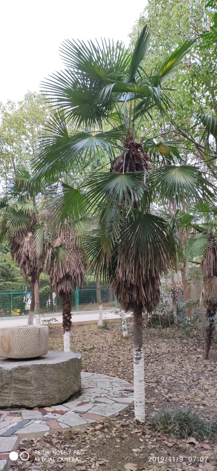 陪你一起看湖北省广水一中①——走进植物王国