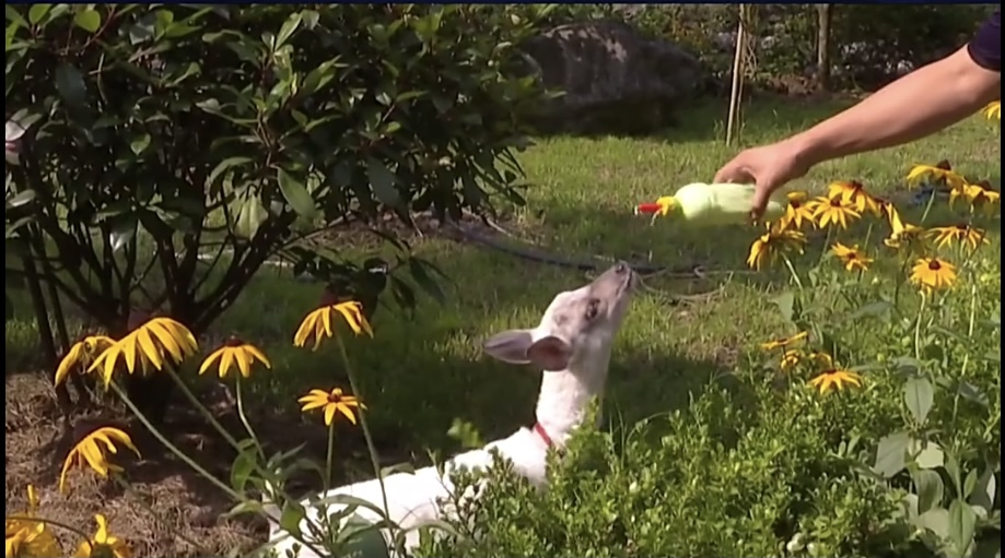陕西发现一只纯白色梅花鹿，白色有什么影响吗？小鹿：我梅花呢？