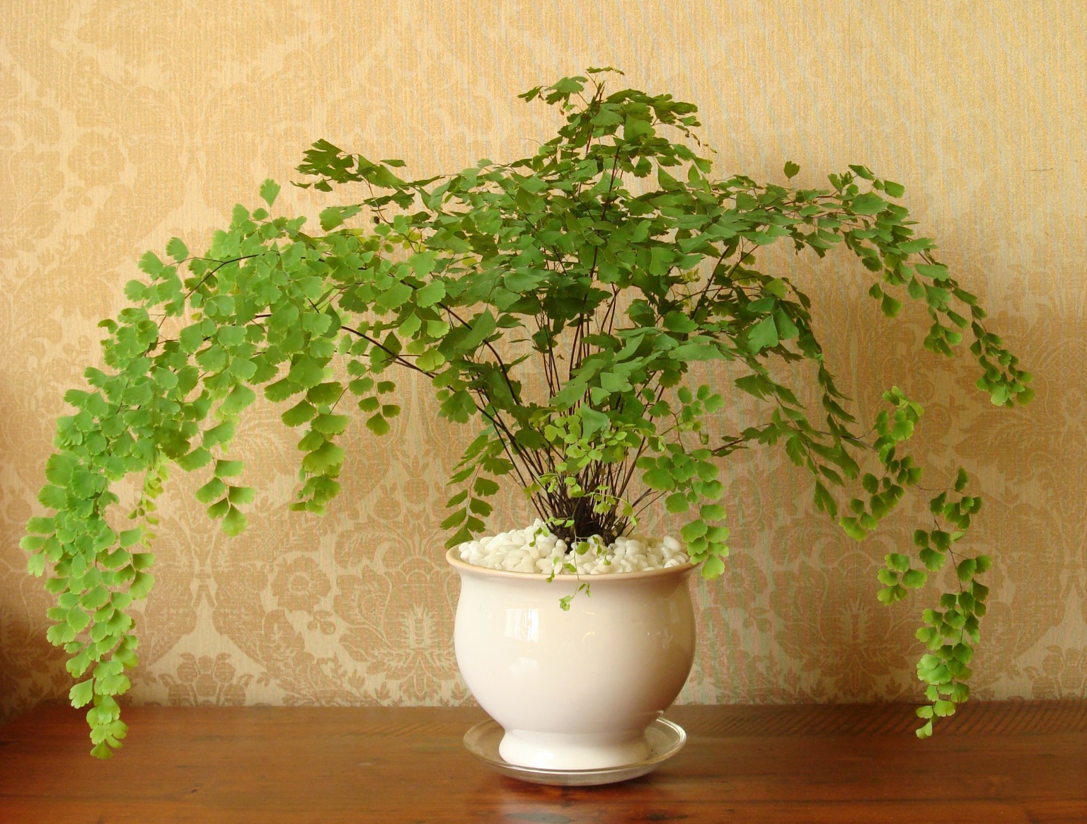 花卉绿植盆栽有什么推荐（100种室内盆栽花草图鉴）