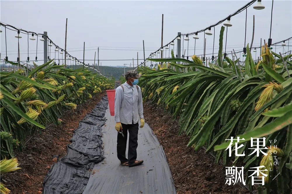 没钱别碰，这波土豪们主导的火龙果浪潮还能浪多久？