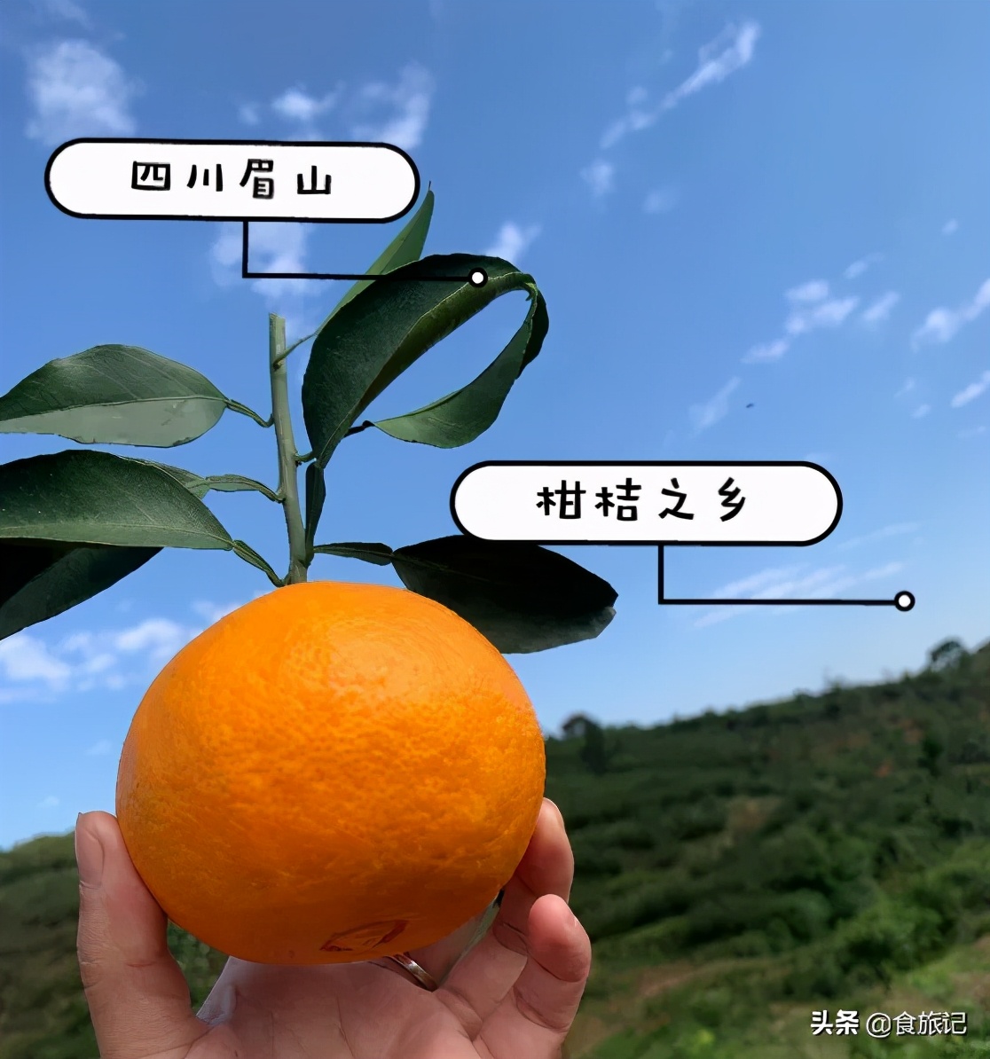 到底多好吃的橙子，才配叫果冻橙？