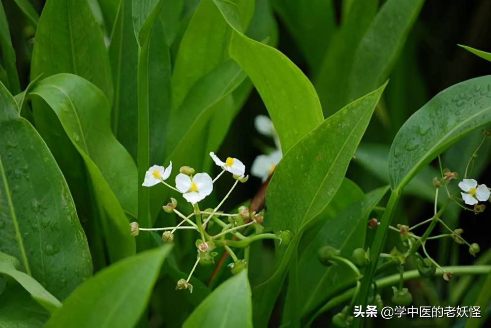 每日一中药——泽泻