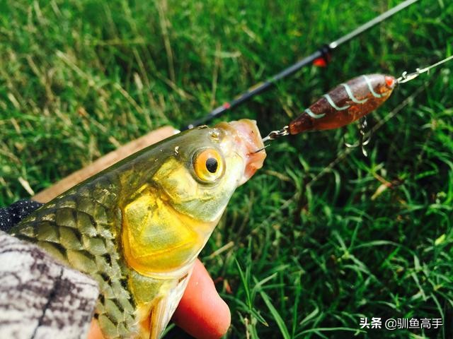 路亞赤眼鳟 習性 裝備 技法全解密赤眼鳟初印象生活習性裝備篇技法篇拟餌的選擇和操控作釣竅門 天天看點