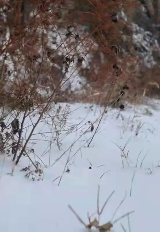 有哪些描写冬日雪景的美好诗句？这些好句子值得收藏