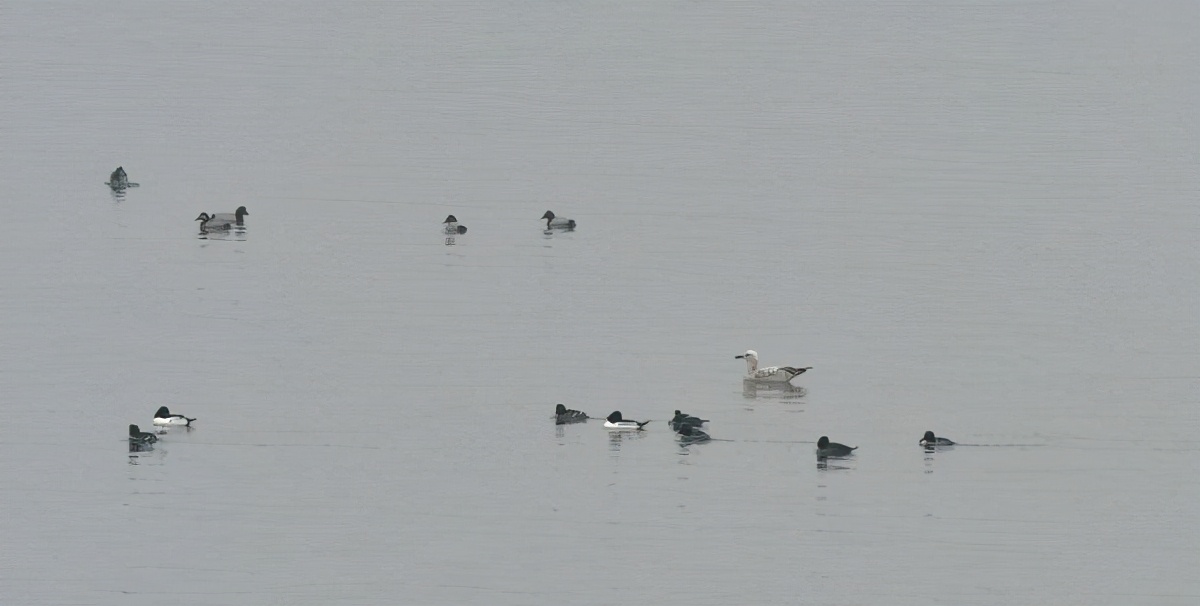 呆萌的红头潜鸭、成群的丝光椋鸟……东湖的候鸟朋友上新了