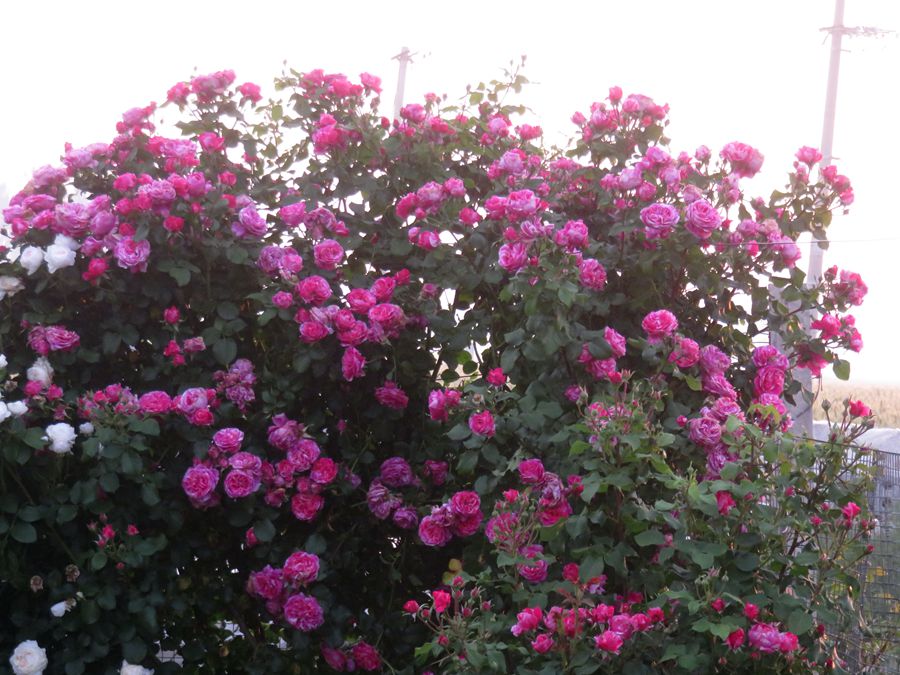 伊蕾莎斯特—无刺的藤本月季,花量巨多,适合做花墙,四季有花看
