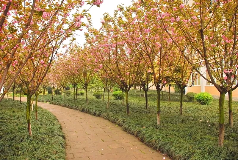 这所单招学校位于中国酒都，还有一个五粮液技术与食品工程学院