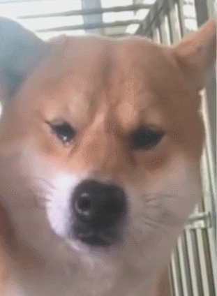 辟谣！狗狗流眼泪是因为伤心？殊不知可能是眼部疾病的发生
