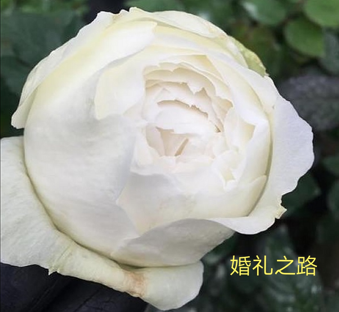 茶花女月季图片大全（常见切花月季品种一览）