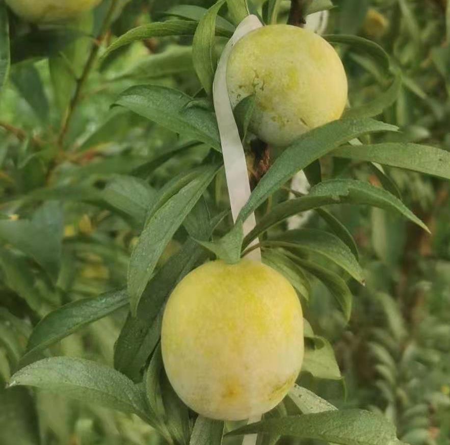 蜂糖李落花落果多,记住1个保花保果小配方,李子花壮果多