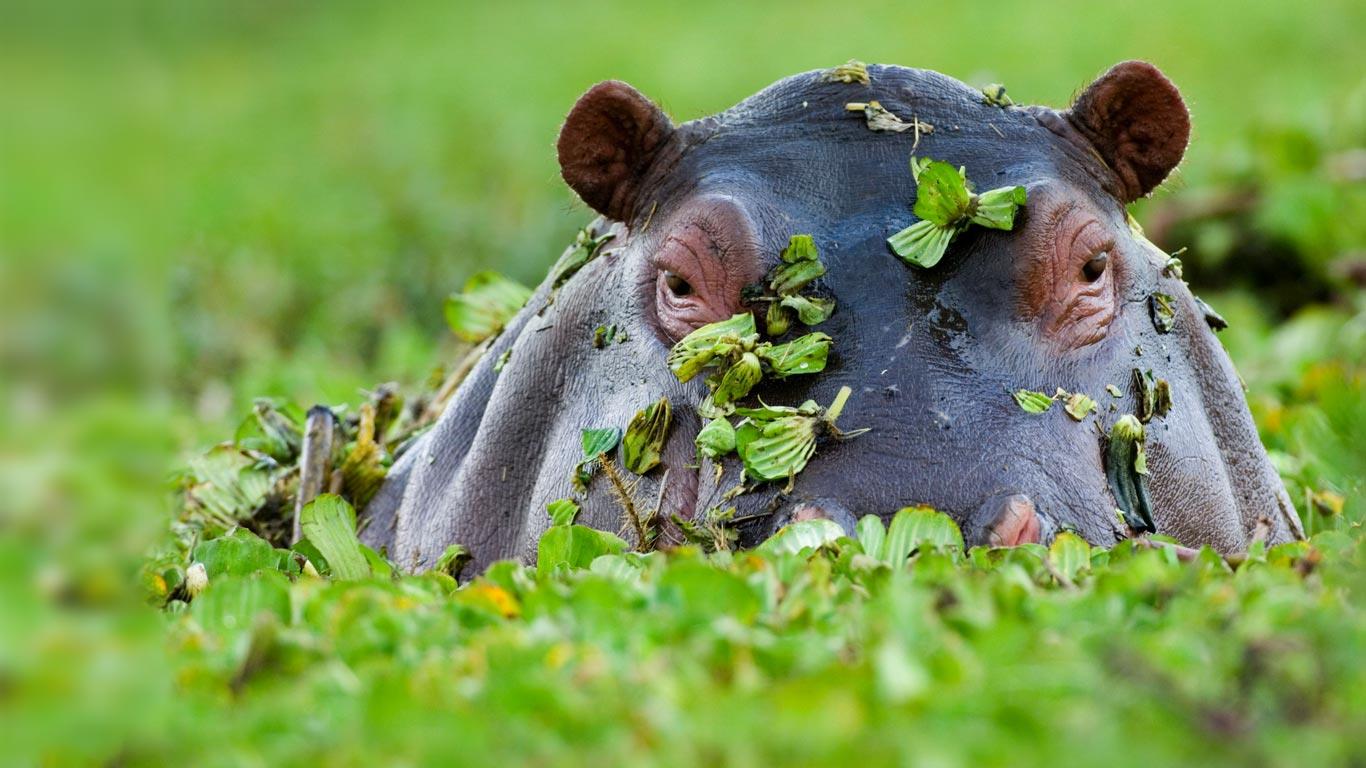 河马吃什么东西作为食物河马的生活环境和食物