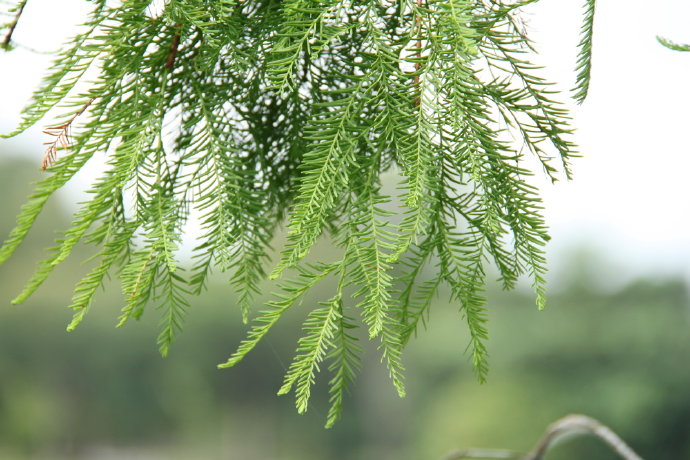 常见的10种裸子植物（生活中的裸子植物大盘点）