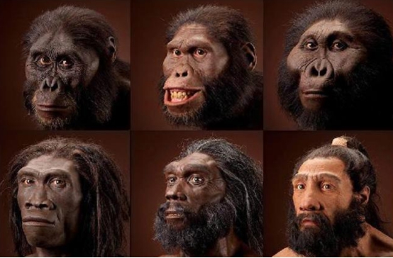 达尔文进化论是错的？研究认为：现有猿类化石无法还原人类起源