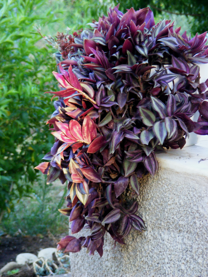 家里养上一盆吊竹梅(家里养上一盆吊竹梅好吗) - 趣味头条