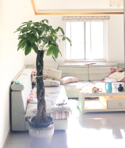 发财树怎样养才能养得好（发财树最全养护方法）