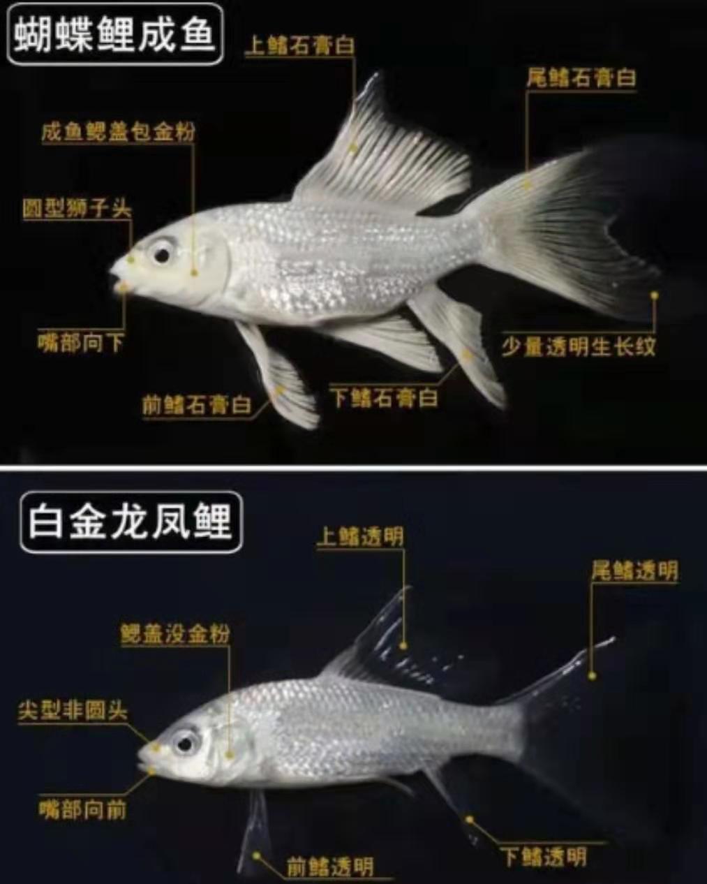 蝴蝶鲤鱼水温在多少合适蝴蝶鲤鱼水温在多少合适及注意事项