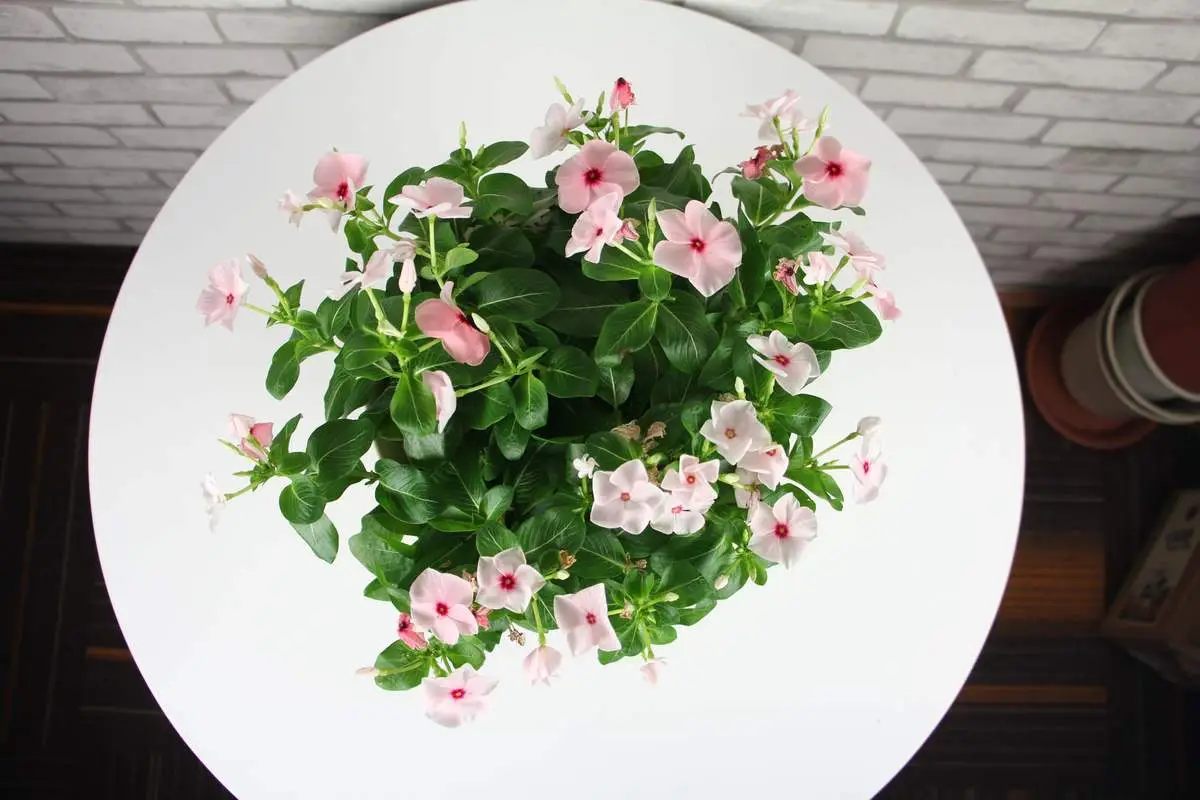 世界上长得最快的植物是什么（4种生长速度很快的植物）