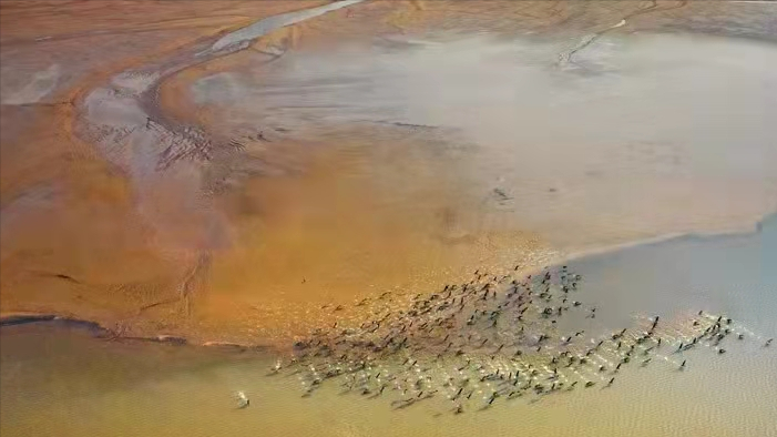 泛黄河三角洲湿地保护与修复研究 泛黄河三角洲湿地保护与修复研究