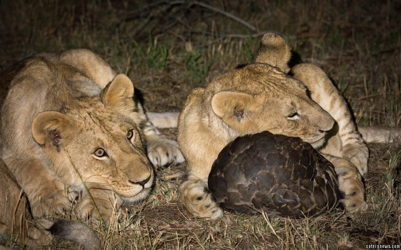 男子收购穿山甲鳞片治病，获刑3年6个月，为什么有人吃“指甲”？