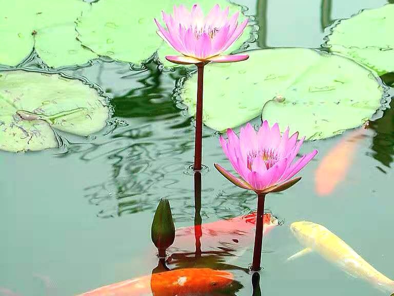 荷花金鱼的优美的句子_晶羽科技