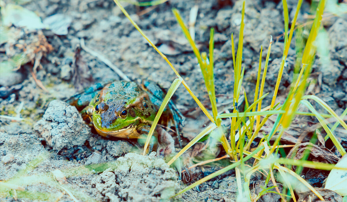 野生蛙的劫难：捕蛙人一次捉百斤，农村捉蛙为何“风气盛行”？