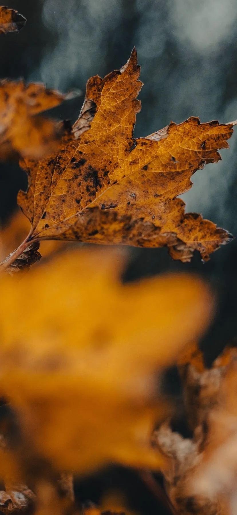 抖音热门高清全面屏手机壁纸精选