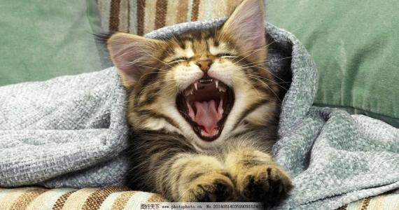 真的会有不会踩奶的猫吗？小猫咪踩奶的7种情况，主人快来了解