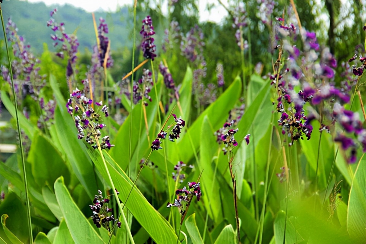 庭院设计师精心总结的15种适合庭院水池栽种的水生植物,建议收藏