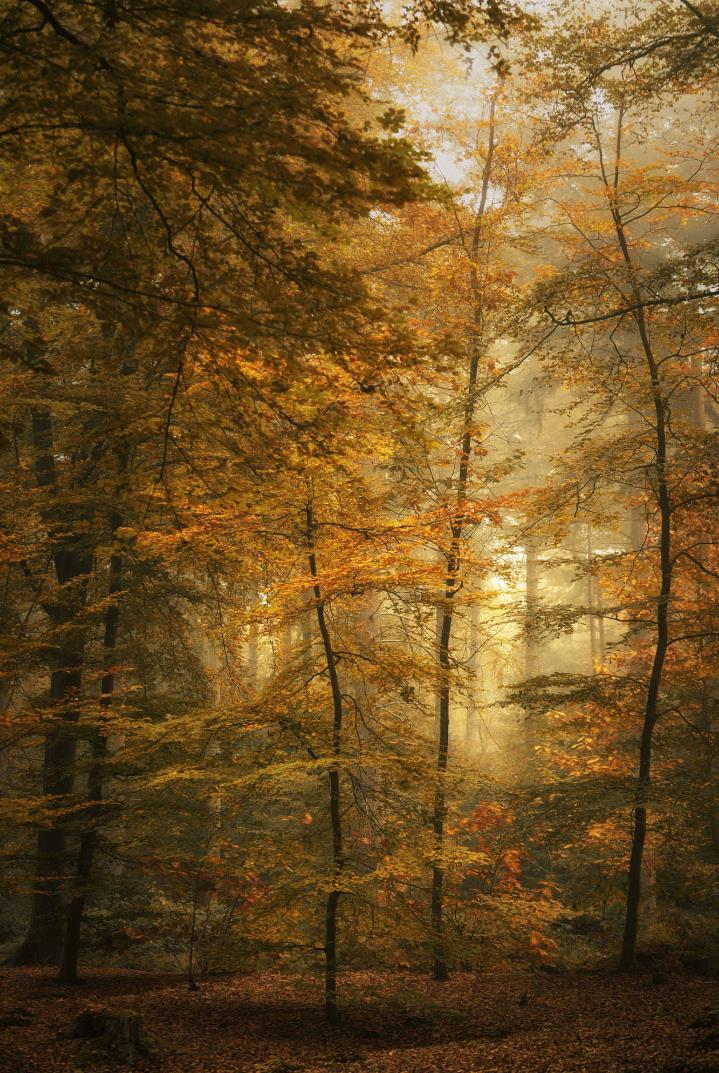 早安心灵鸡汤励志语录 早安励志的说说句子，得福翡翠