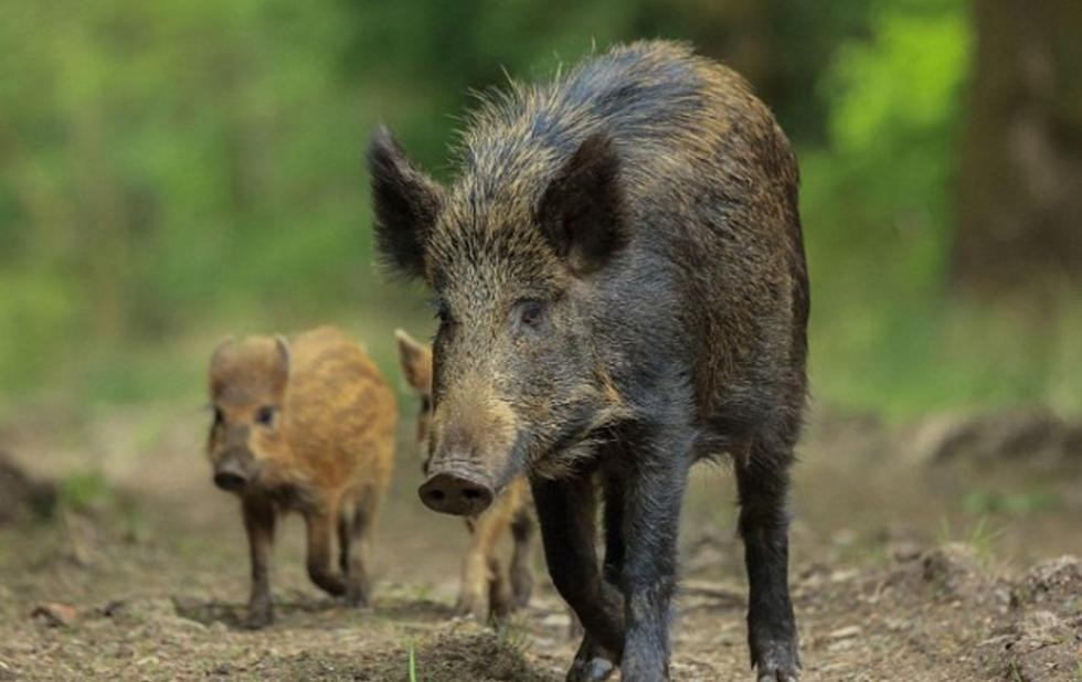 日本福岛隔离区，出现新型放射性杂交野猪，对人类有哪些危害？