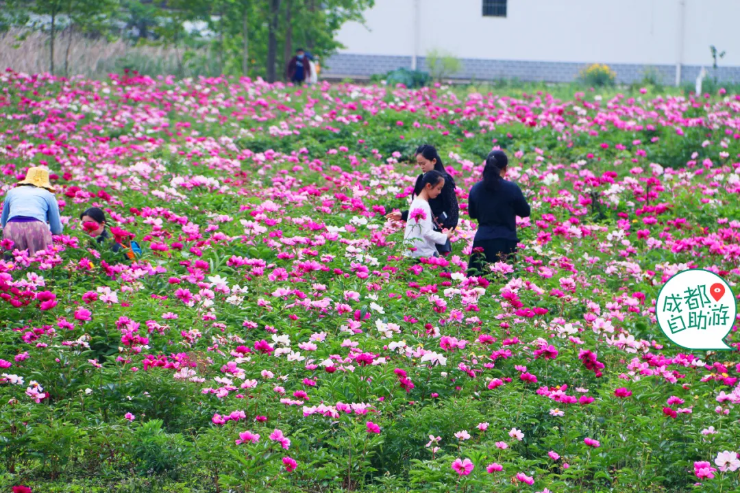 30000亩芍药花开!成都出发1.5h,免费赏花、徒步、游山…绝了
