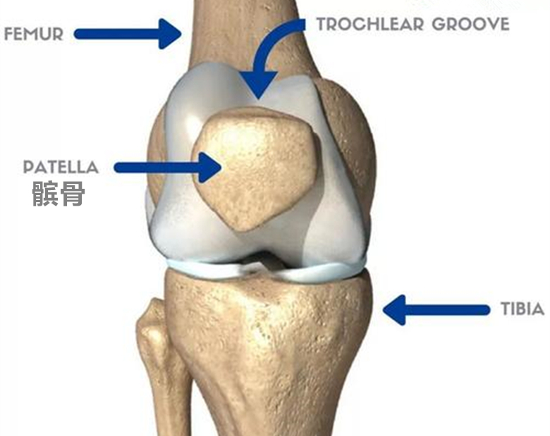 髕骨如果切除,還可以走路嗎?結果可能您想不到