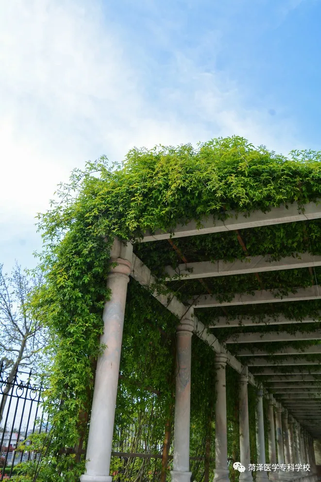菏泽医学专科学校牡丹，又是姹紫嫣红开遍