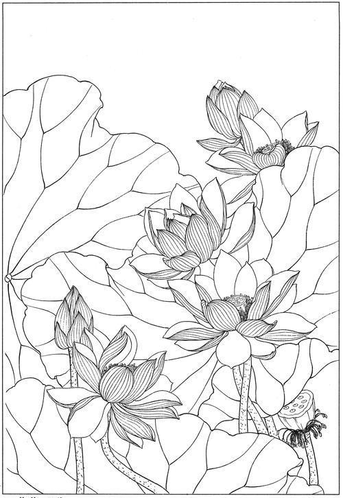 荷花高清白描线稿图片下载