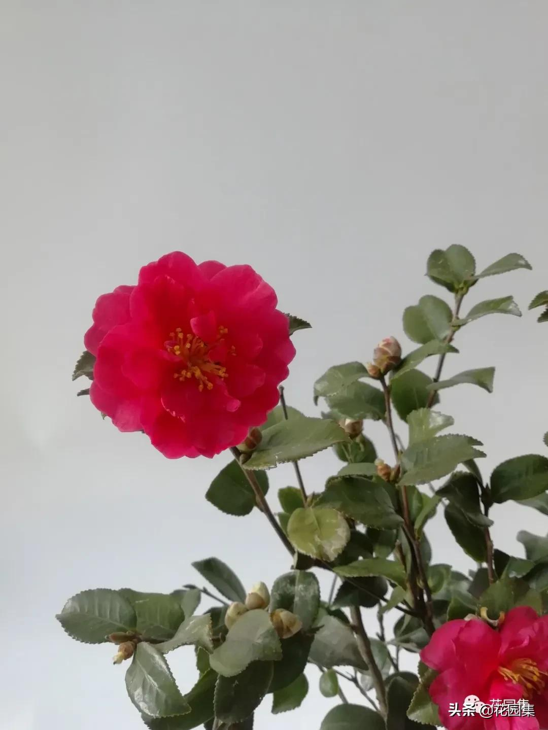 日式庭院该配什么植物?怎么配?看这里