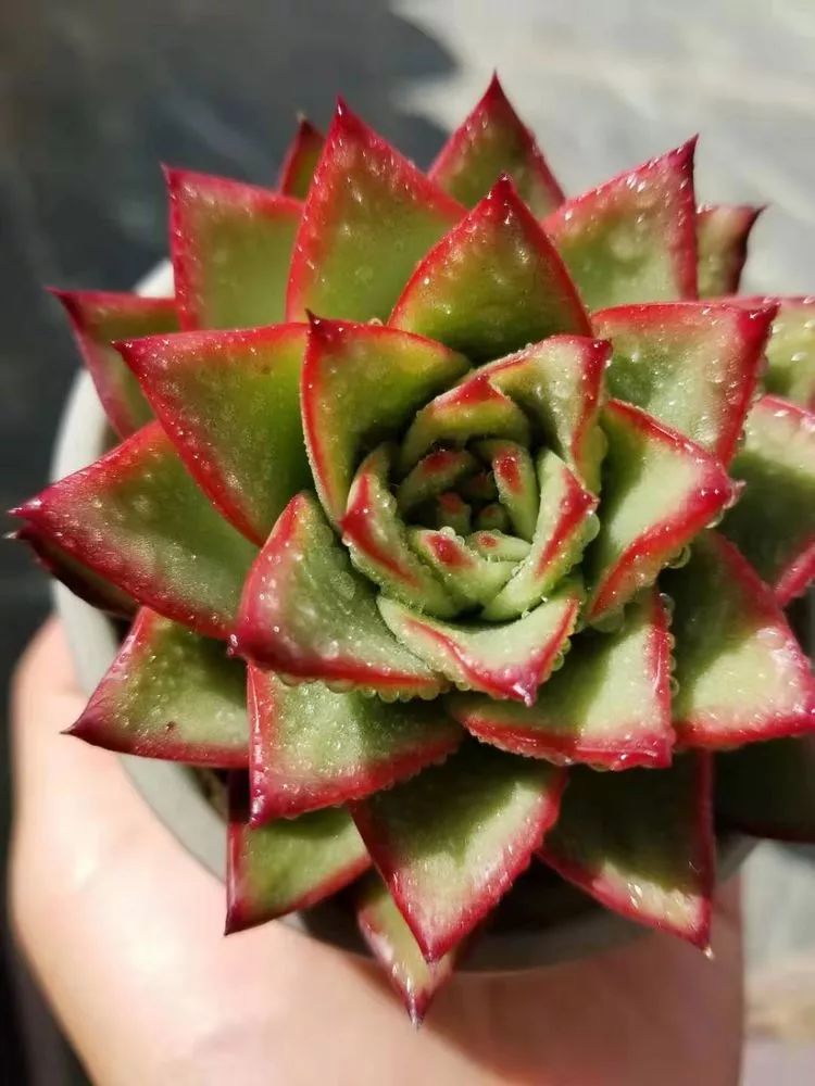 爱机车，爱多肉，宝妈花姐的诗和远方