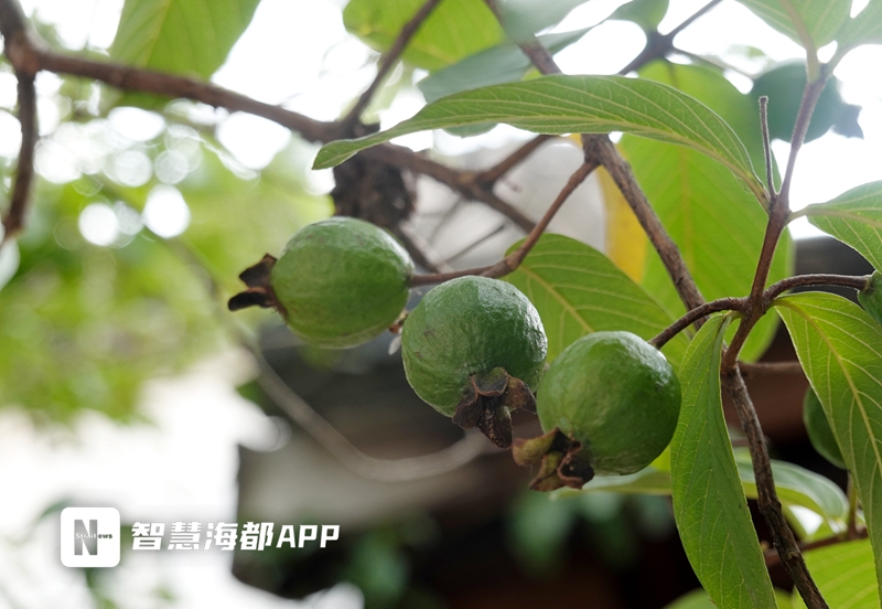 什么水果会发光(谈天说地 | 番石榴果实飘香，提神又醒脑)