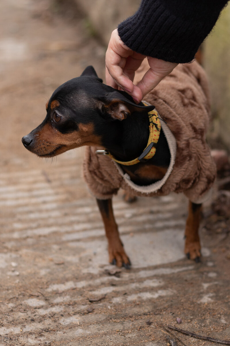 小鹿犬因形态似鹿,又名鹿犬,迷你笃宾犬.