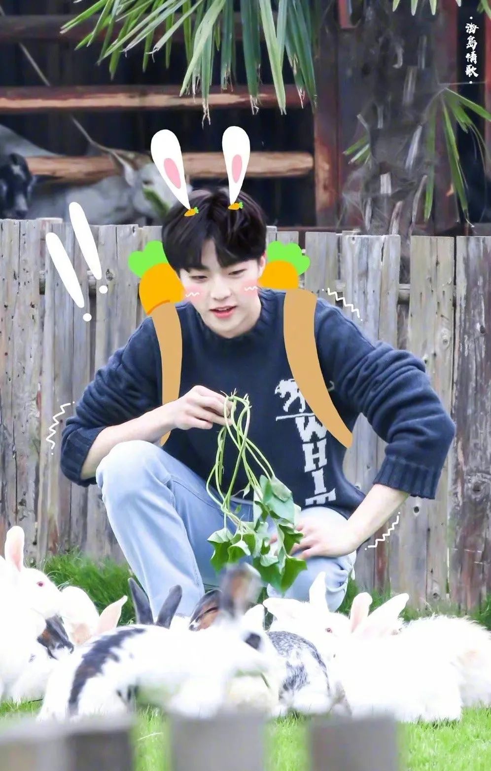 除了杨洋,还有哪些软糯糯的兔系明星?