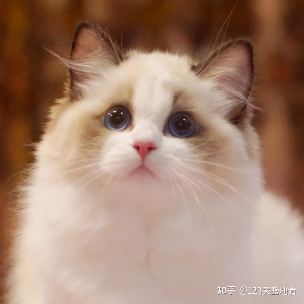 布偶猫的价格一般是多少钱一只？市场上买的布偶猫要多少钱？