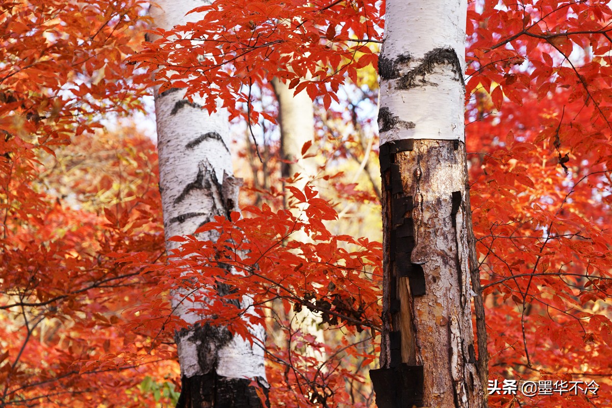 张广才岭秋游随笔｜向美而行，这粼粼尘世，便变得潋滟