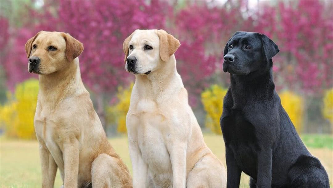等拉布拉多老了,做好这几件事,它会活得更久