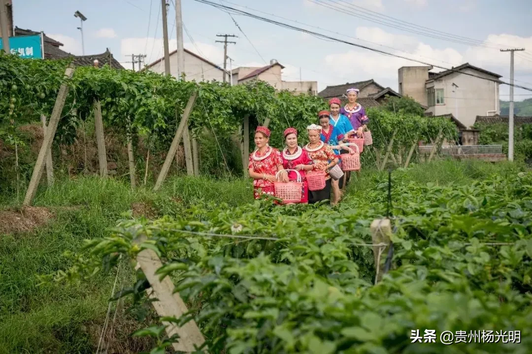 香！香！香！欢迎组团到贵州省黄平旧州采摘“且兰百香果”