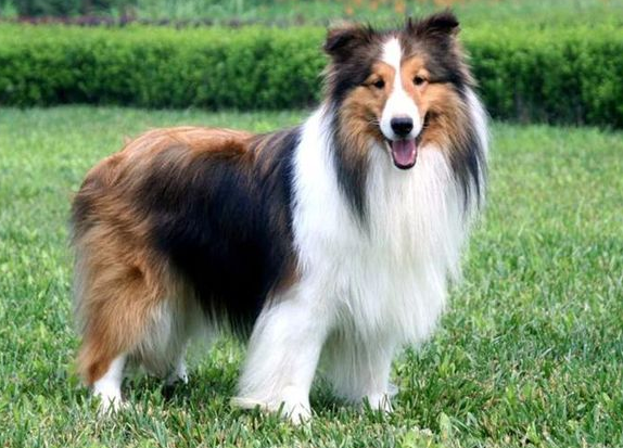 体型:中型犬身高:33-40寿命:12~15年价格:1300~7000元优点:喜乐蒂犬