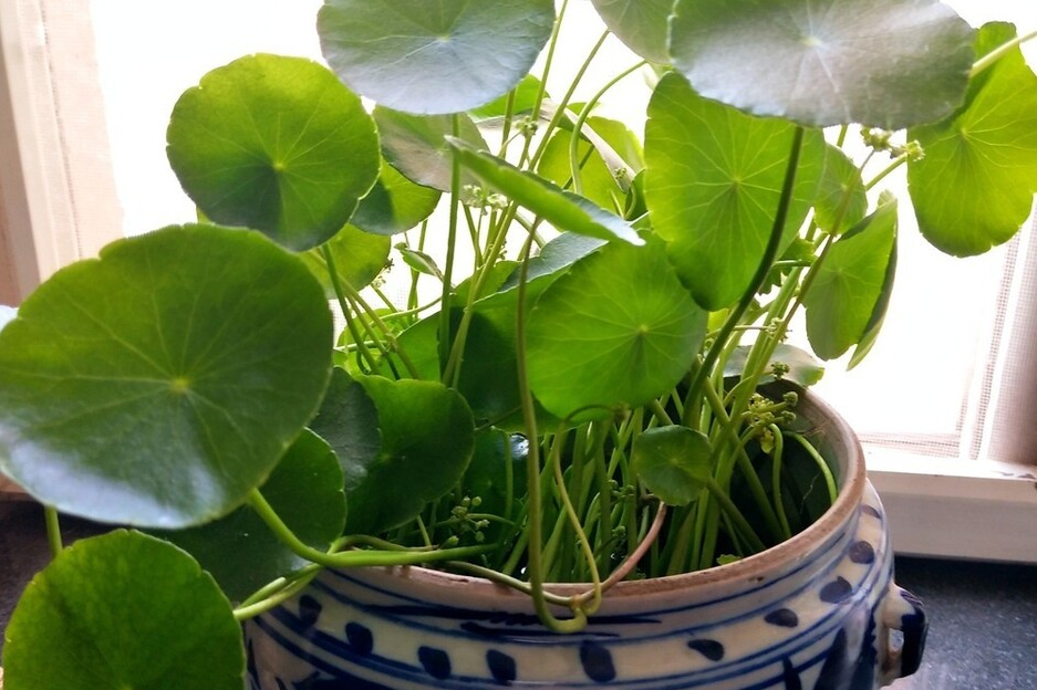 金錢草一旦開花,就會消耗大量的養料,影響葉子的生長,要及時把花修剪