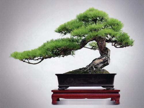 深秋做对这些,养出绝美黑松盆景