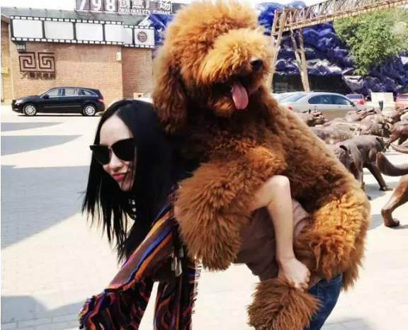 为什么同样是贵宾犬，而巨型贵宾犬却遭嫌弃？原因有6个