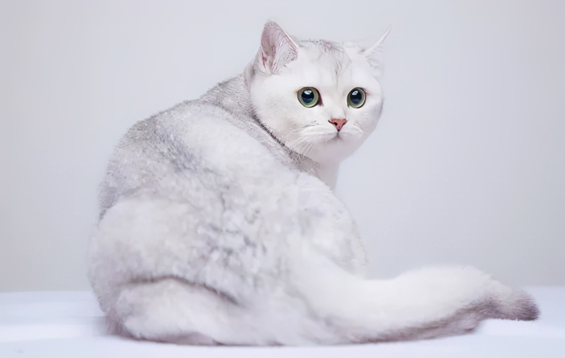 英国银渐层短毛猫图片